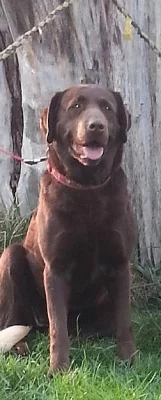 čokoládový labrador