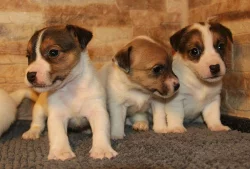 jack russell terrier s PP