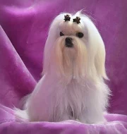 Maltézáček s rodokmenem