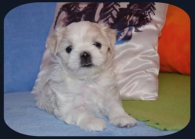 Maltézáček s rodokmenem