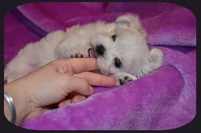 Maltézáček s rodokmenem