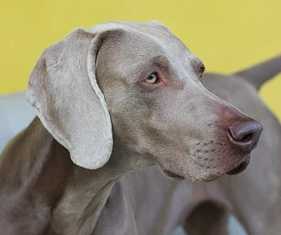 Štěnátka výmarský ohař kráskosrstý s PP