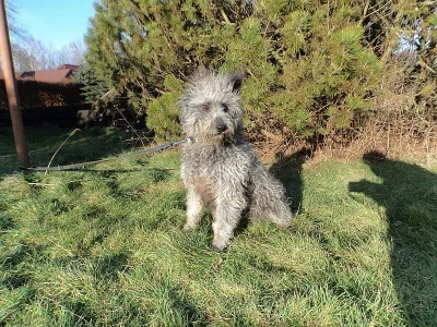 Nabídka: mladá fenka křížence pudlíka Aida