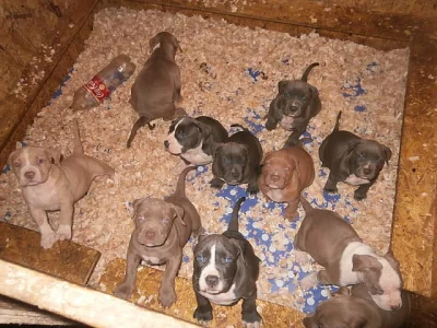 American Bully XL štěňátka s PP!