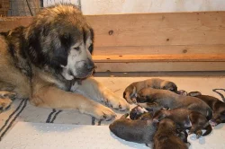 Tibetská doga štěňata