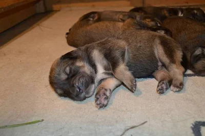 Tibetská doga štěňata