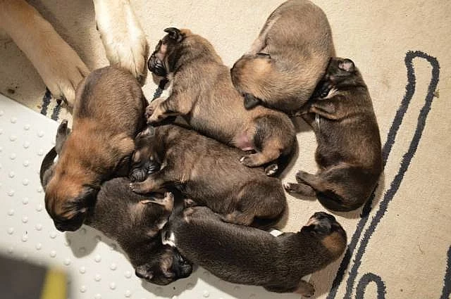 Tibetská doga štěňata