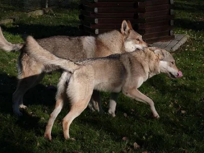 Československý vlčák - štěně