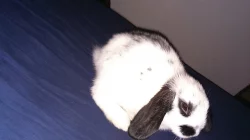 Prodám králíčka beránka 500,-