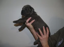 Něm. doga modrá s PP