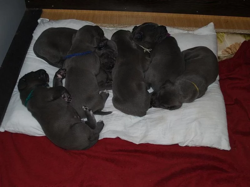 Něm. doga modrá s PP