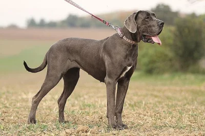 Něm. doga modrá s PP