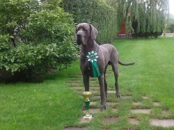 Něm. doga modrá s PP