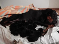 Dobrman štěňátka bez PP