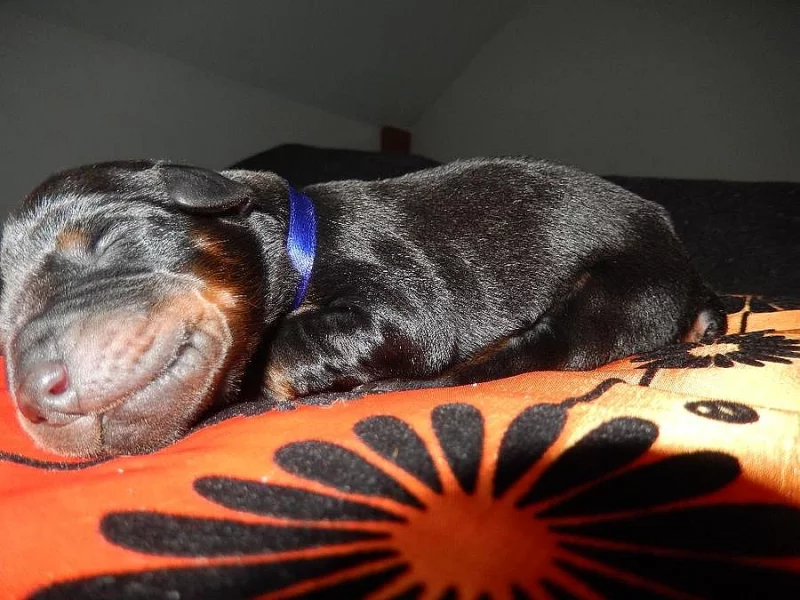 Dobrman štěňátka bez PP