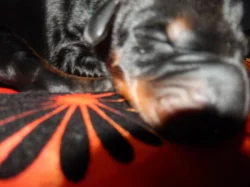 Dobrman štěňátka bez PP