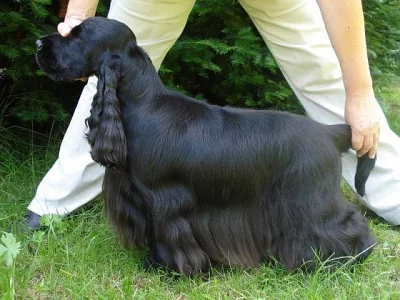 Anglický kokršpaněl - štěňátka