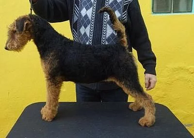 Erdelterier, štěňata s PP