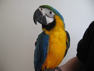 Ara ararauna a Žako