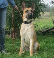 Hravý Ozzy hledá nový domov