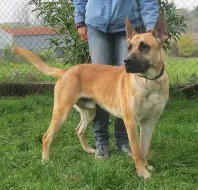 Hravý Ozzy hledá nový domov