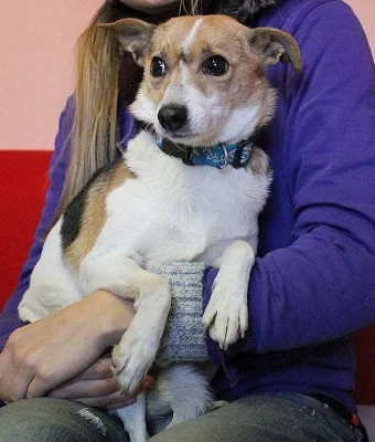 Plachá Jessie hledá nový domov