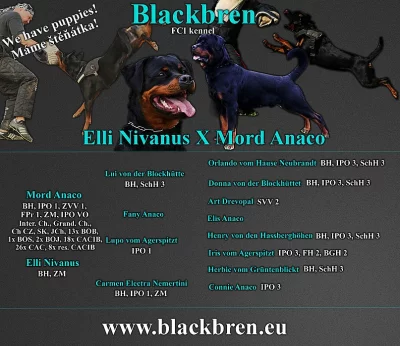 Rotvajler štěňátka