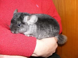 Mláďata činčil - béžoví a black velvet