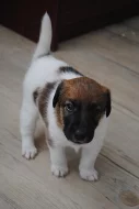 Štěňata hladkosrstého foxteriéra