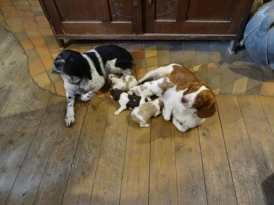 prodám štěňata Bretaňského ohaře