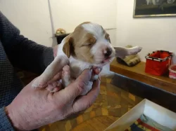 prodám štěňata Bretaňského ohaře