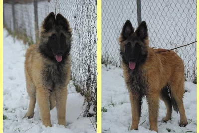 Štěňata Belgický ovčák - Tervueren s PP