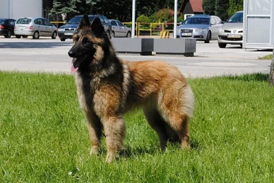 Belgický ovčák - Tervueren, štěňata s PP