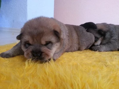 Daruji štěňata pejsky křízence čau čau