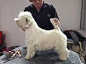 west highland white terrier