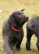 Štěňata Flat coated retriever s PP