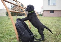 Štěňata Flat coated retriever s PP