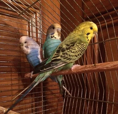 Spěchá - Andulka vlnkovaná