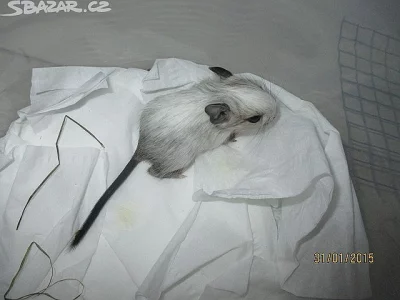 Osmak Degu.