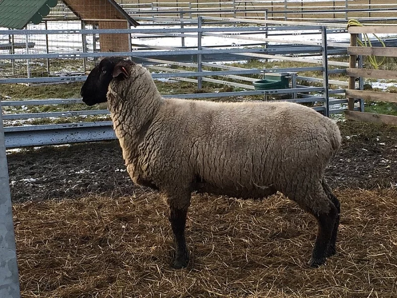 Prodej nebo výměna plemenného berana Suffolk