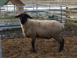 Prodej nebo výměna plemenného berana Suffolk