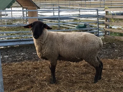 Prodej nebo výměna plemenného berana Suffolk