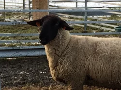 Prodej nebo výměna plemenného berana Suffolk