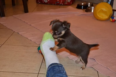 Čivava bez PP dlouhosrstá