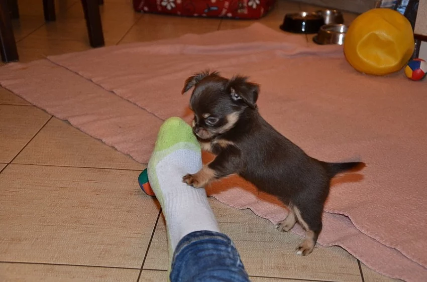 Čivava bez PP dlouhosrstá