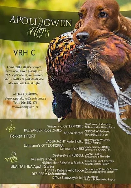 Irský Setr - štěňata