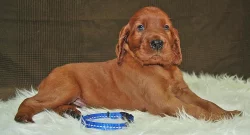 Irský Setr - štěňata