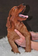 Irský Setr - štěňata