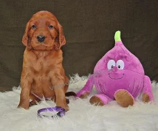 Irský Setr - štěňata