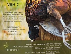 Irský Setr - štěňata